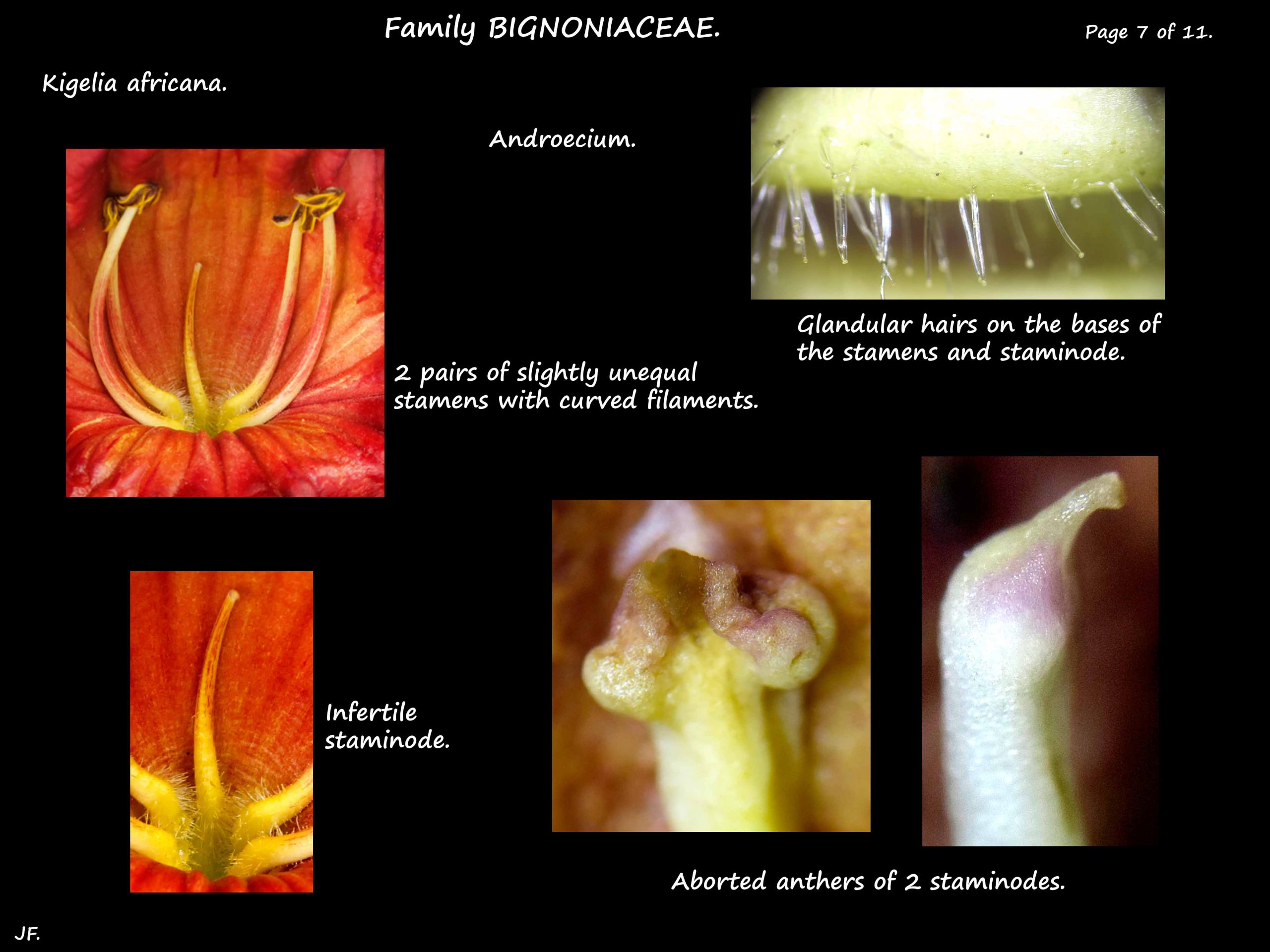 7 Kigelia stamens & staminode